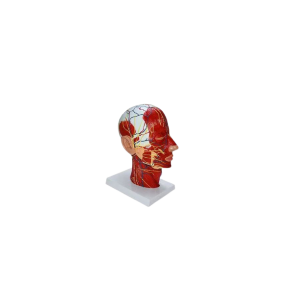 Anatomski model glave – mišići nervi i krvni sudovi